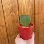 Hoya kerrii  (Voskovka srdiečková) - výška 7 cm, kont. P6 - dekoračný kvetináč